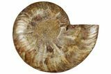 Cut & Polished Ammonite Fossil (Half) - Madagascar #308181-1